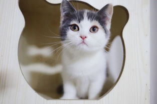 英短三花猫，英短三花猫多少钱一只