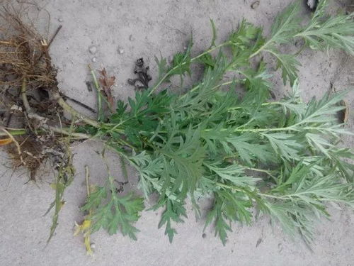 艾草什么作用 艾草的作用
