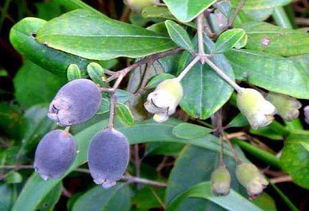 山棯子，山稔子酒的功效