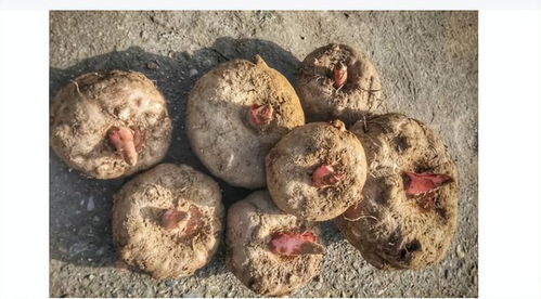 蒟蒻是什么东西