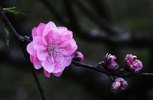 桃花什么时候开?