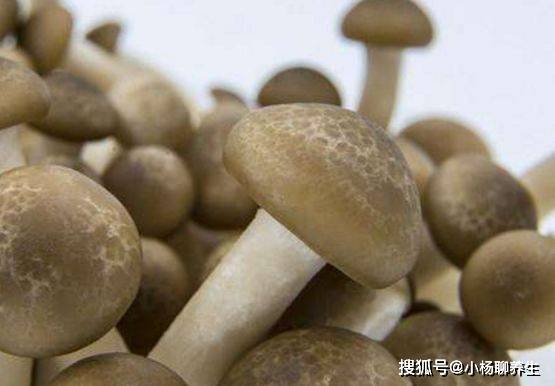 蘑菇是不是发物?