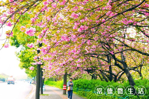 樱花什么时候开,什么时候落?