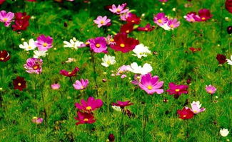 看花的地方，附近看花的地方