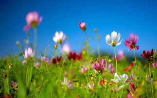 春天从几月到几月，春天从几月到几月用英语怎么说