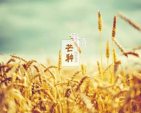 芒种是什么时候