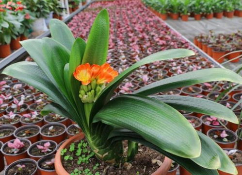 君子兰什么季节开花