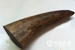 犀牛的角都有些什么作用呢?有谁知道?