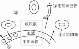 组织液、血浆、淋巴液之间的关系