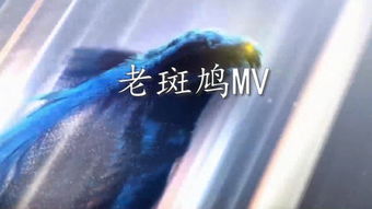 撕夜的歌词