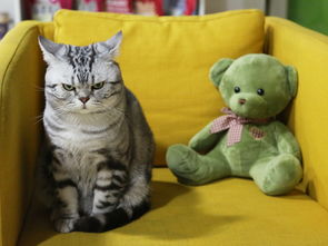 猫摇尾巴，猫摇尾巴是什么意思