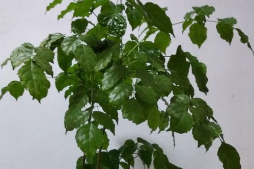 幸福树干枯掉叶子怎么挽救