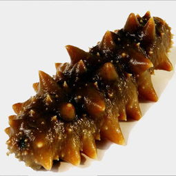 怎样食用海参，怎样食用海参花