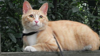 一句歌词最后唱的是喵喵喵什么歌?