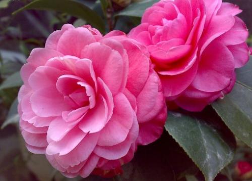 宁波市花是什么