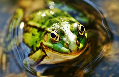 青蛙生活在什么地方?