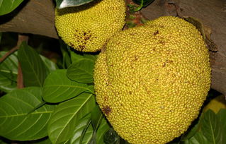 被称为水果皇后的是什么水果?