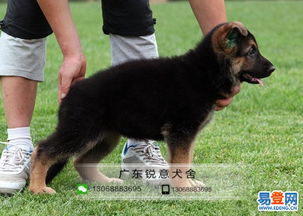 德国牧羊犬犬舍，德国牧羊犬犬舍排名