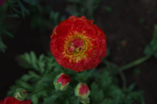 芹叶牡丹一年四季都开花吗