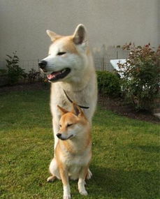 柴犬和秋田犬有什么区别?