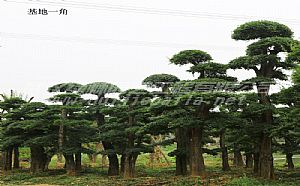 请问在农村家里的院子种点树,种什么树最好呢?