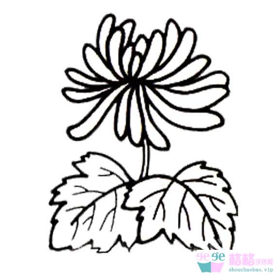 菊花的简笔画，菊花的简笔画简单漂亮
