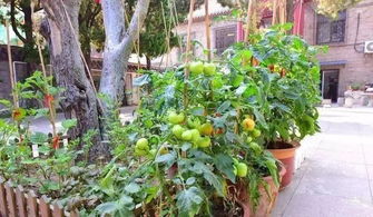 西红柿秧怎么掐尖打杈视频