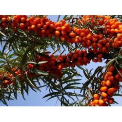 沙棘树苗怎么种植?