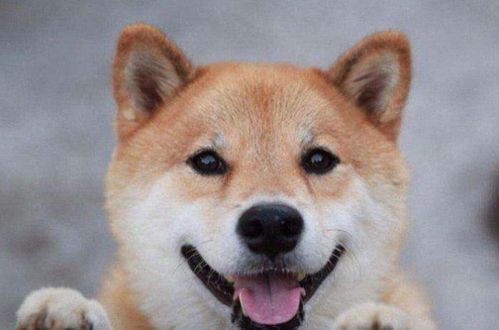 狗能吃皮蛋吗，泰迪狗能吃皮蛋吗