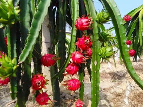 火龙果什么时候开花结果