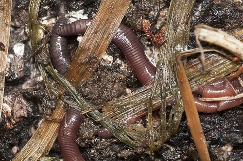 蜈蚣是一种不贪钱的昆虫打一成语