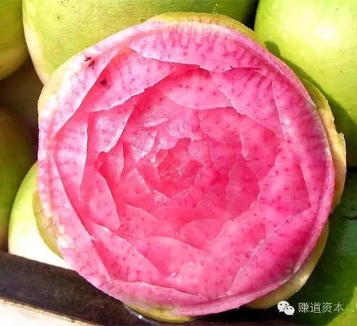 花心大萝卜，花心大萝卜的图片