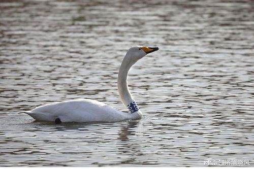 天鹅和鹅的区别是什么?