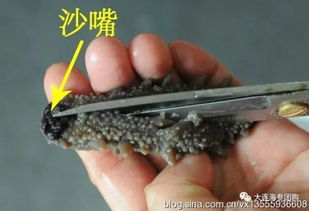 海参哪些部位要去掉