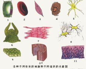 什么是单细胞蛋白?