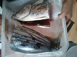 鱼字旁加一个周字,怎么读