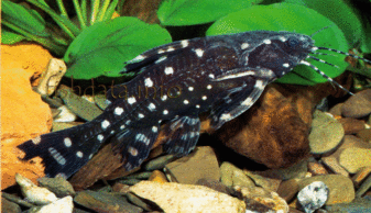 珍珠猫寿命是多少年