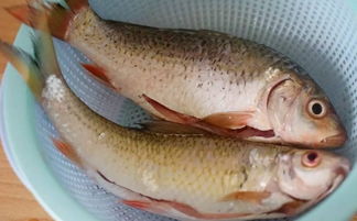 鱼胆破了鱼到底能不能吃