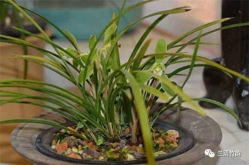 兰花是什么季节开花