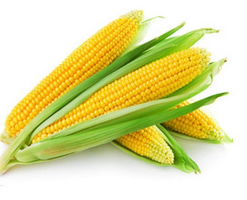 玉蜀黍是什么意思