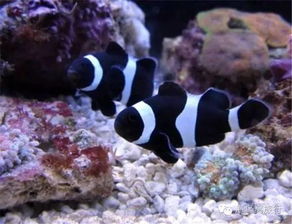 公子小丑鱼除了喜欢海葵以外还喜欢什么珊瑚吗?