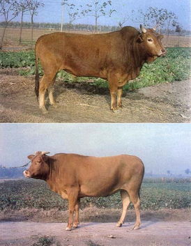 鲁西黄牛一年能长多少斤?