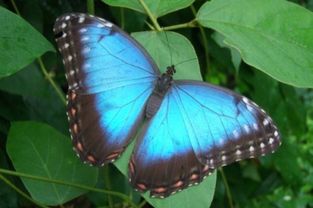 蝶可以组什么词语?