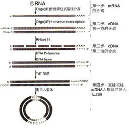 cDNA的名词解释是什么?