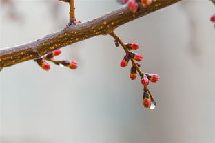 春雨润无声是什么意思呀?