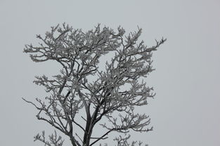苍劲有力是什么意思 苍劲有力解释