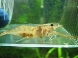 大眼贼虾有寄生虫吗