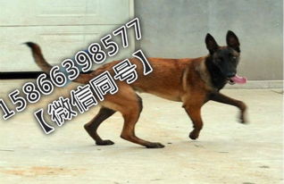 中国马犬和马里努阿犬的区别