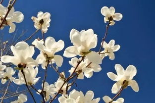 玉兰花有什么特点