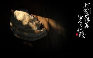 荏苒是什么意思,荏苒怎么读